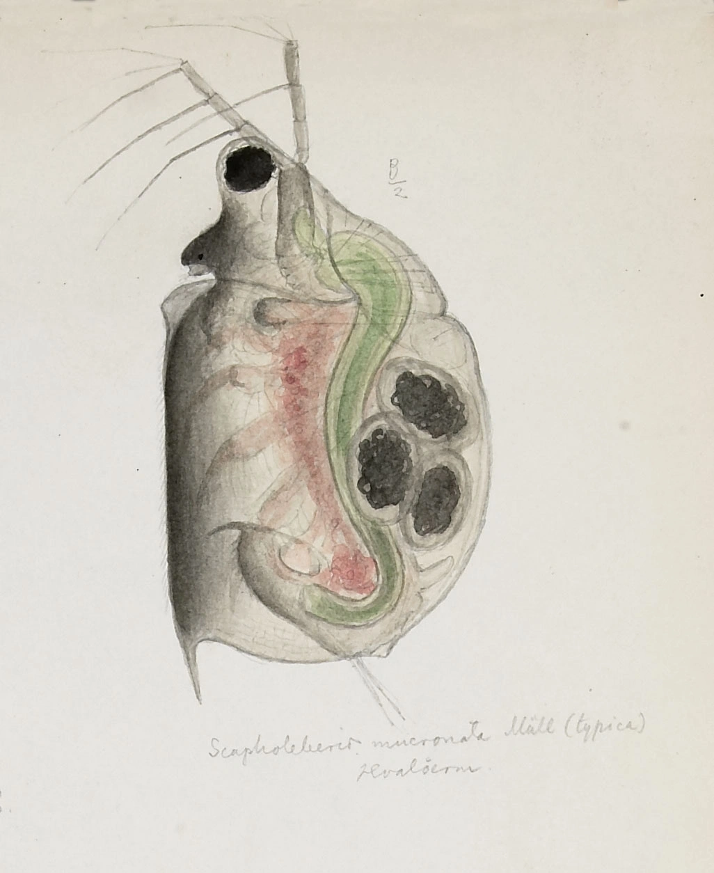 : Scapholeberis mucronata.