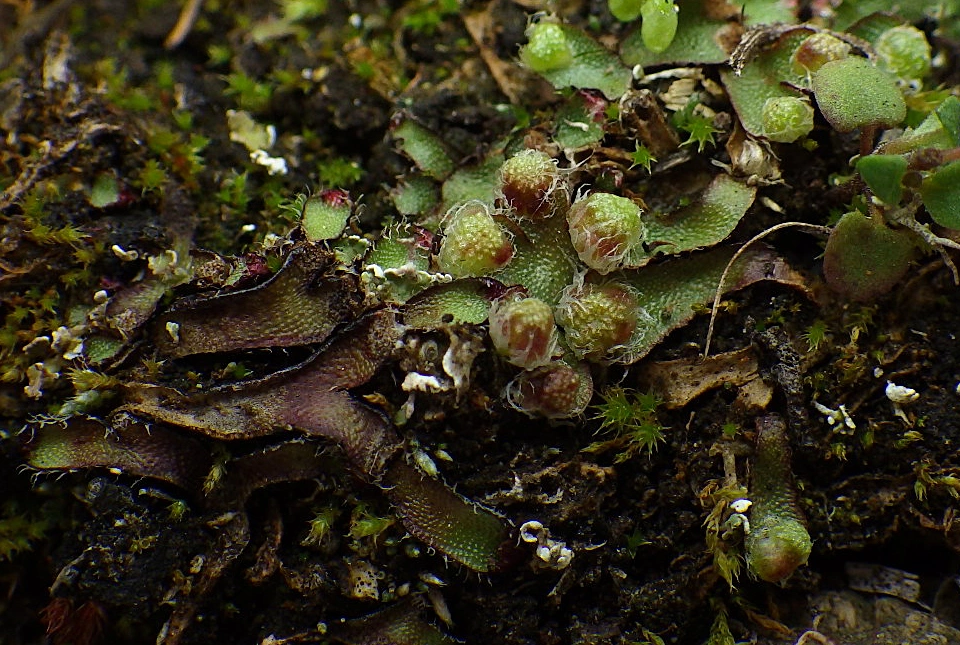 : Mannia fragrans.