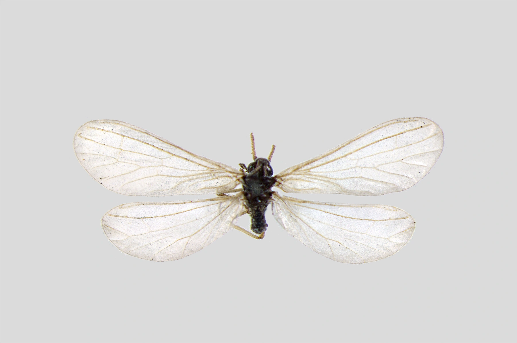 : Aleuropteryx loewii.