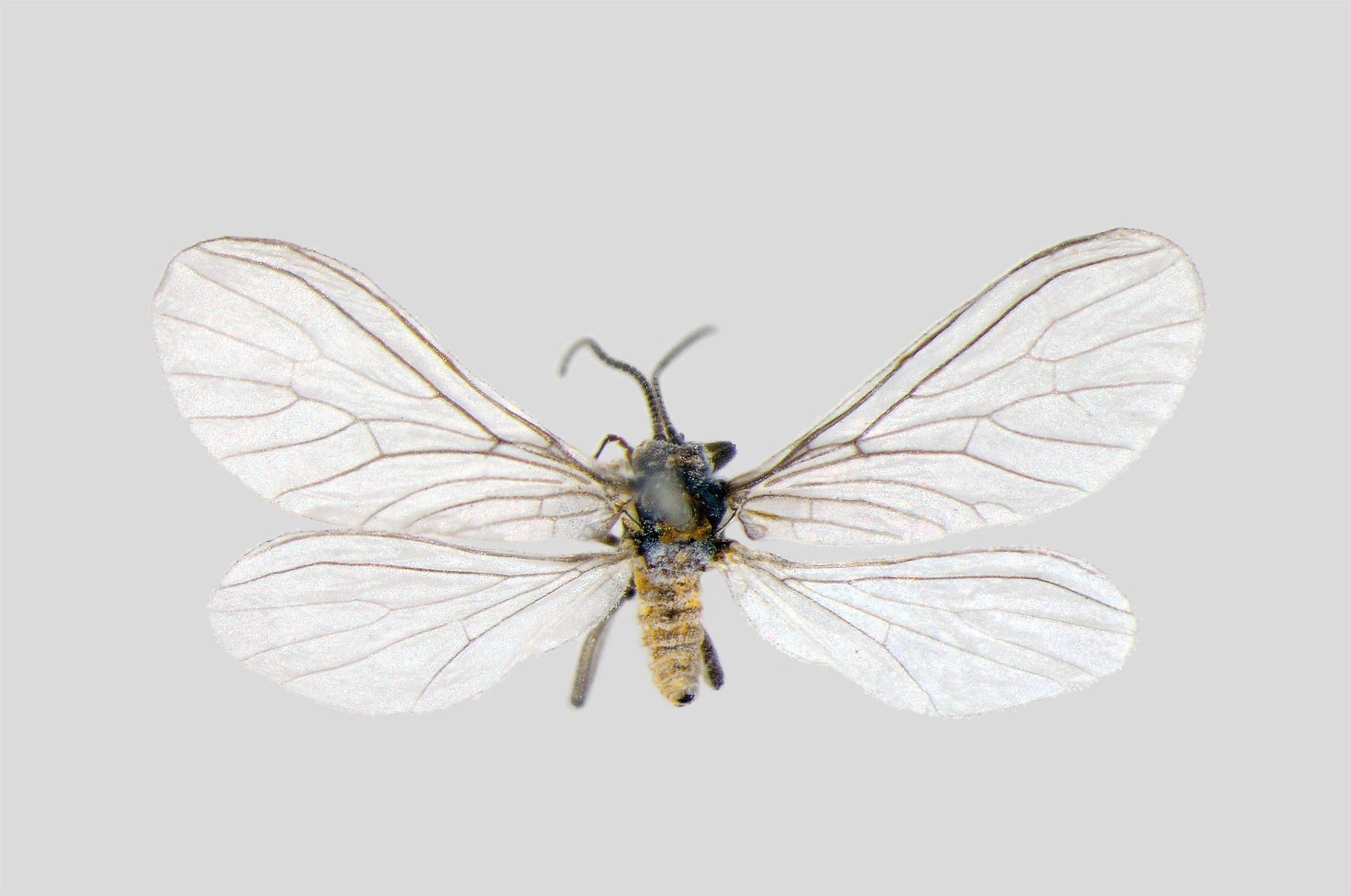 : Coniopteryx tineiformis.