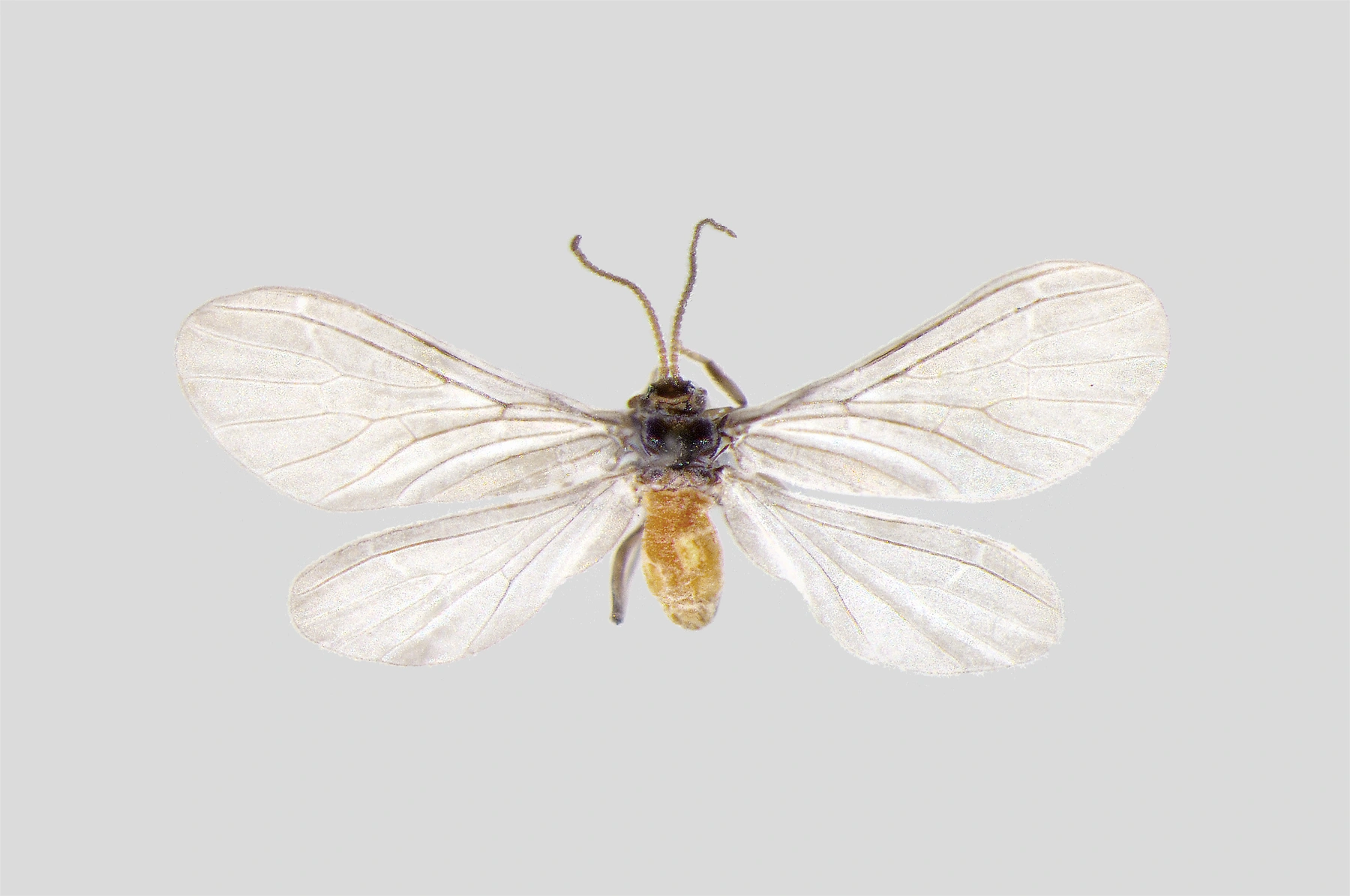 : Coniopteryx borealis.