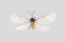 : Coniopteryx borealis.