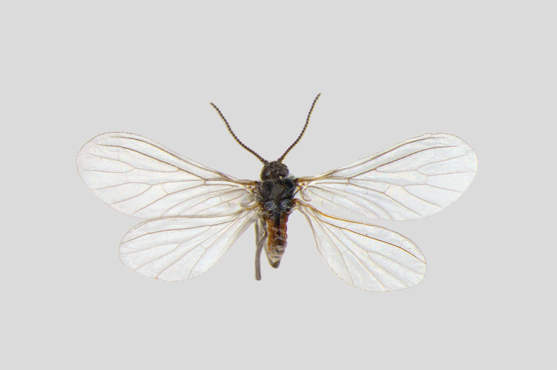 : Coniopteryx pygmaea.