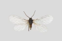 : Coniopteryx pygmaea.