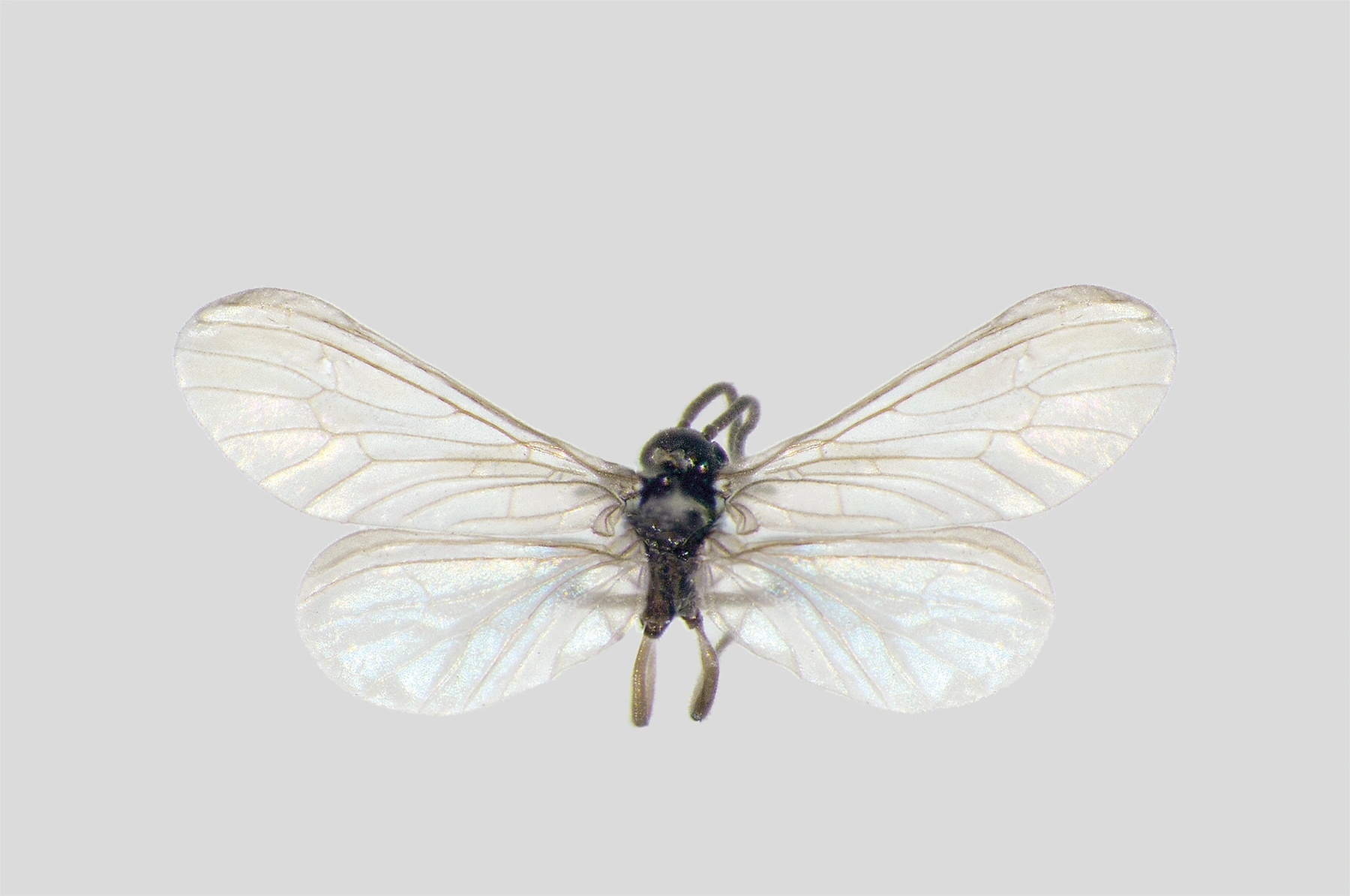 : Parasemidalis fuscipennis.