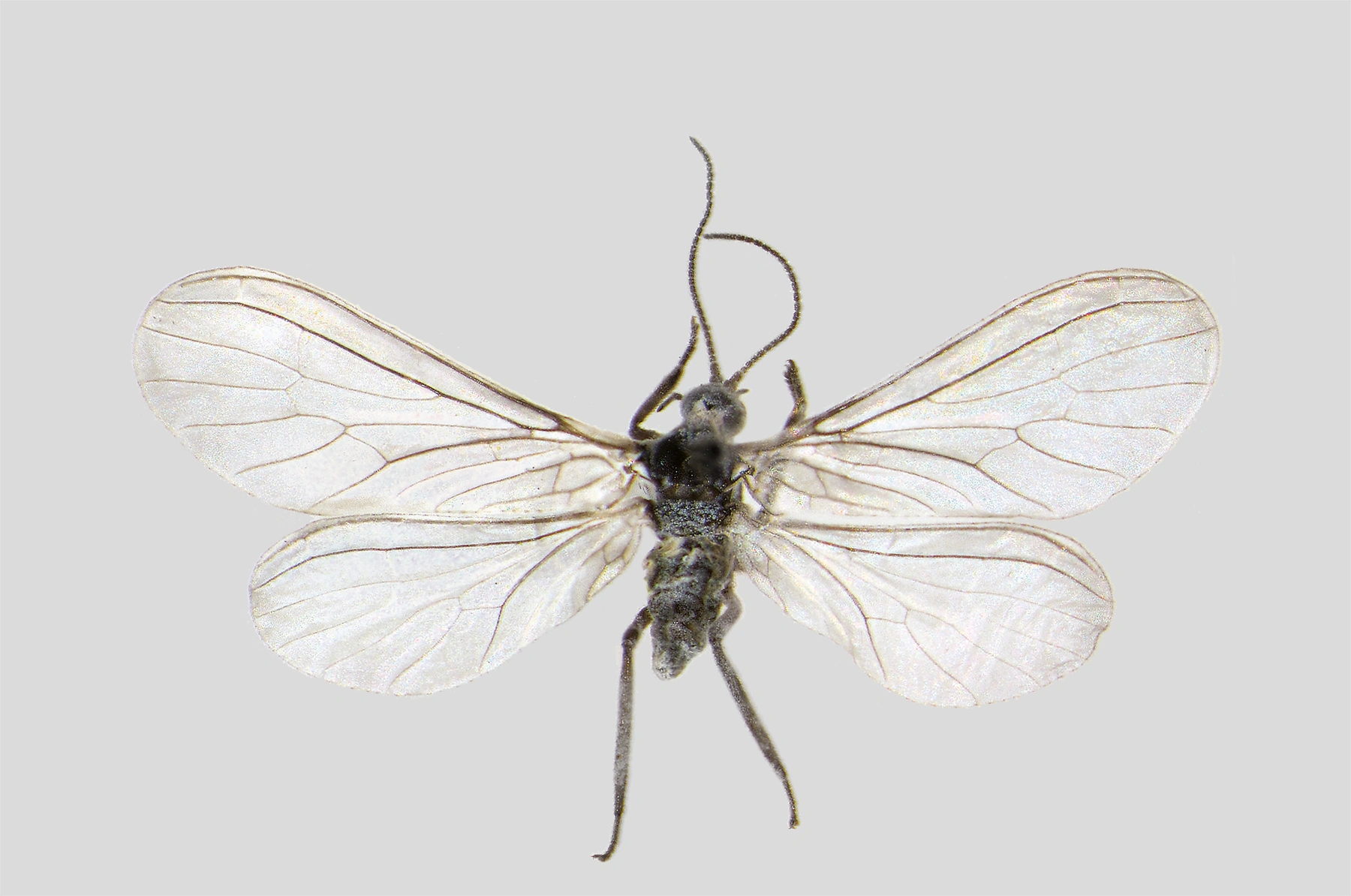 : Semidalis aleyrodiformis.