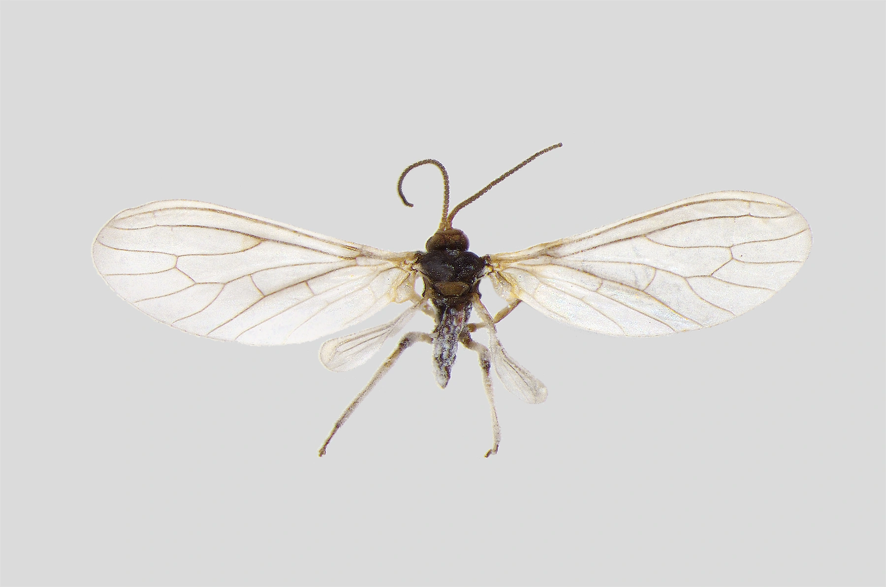 : Conwentzia psociformis.