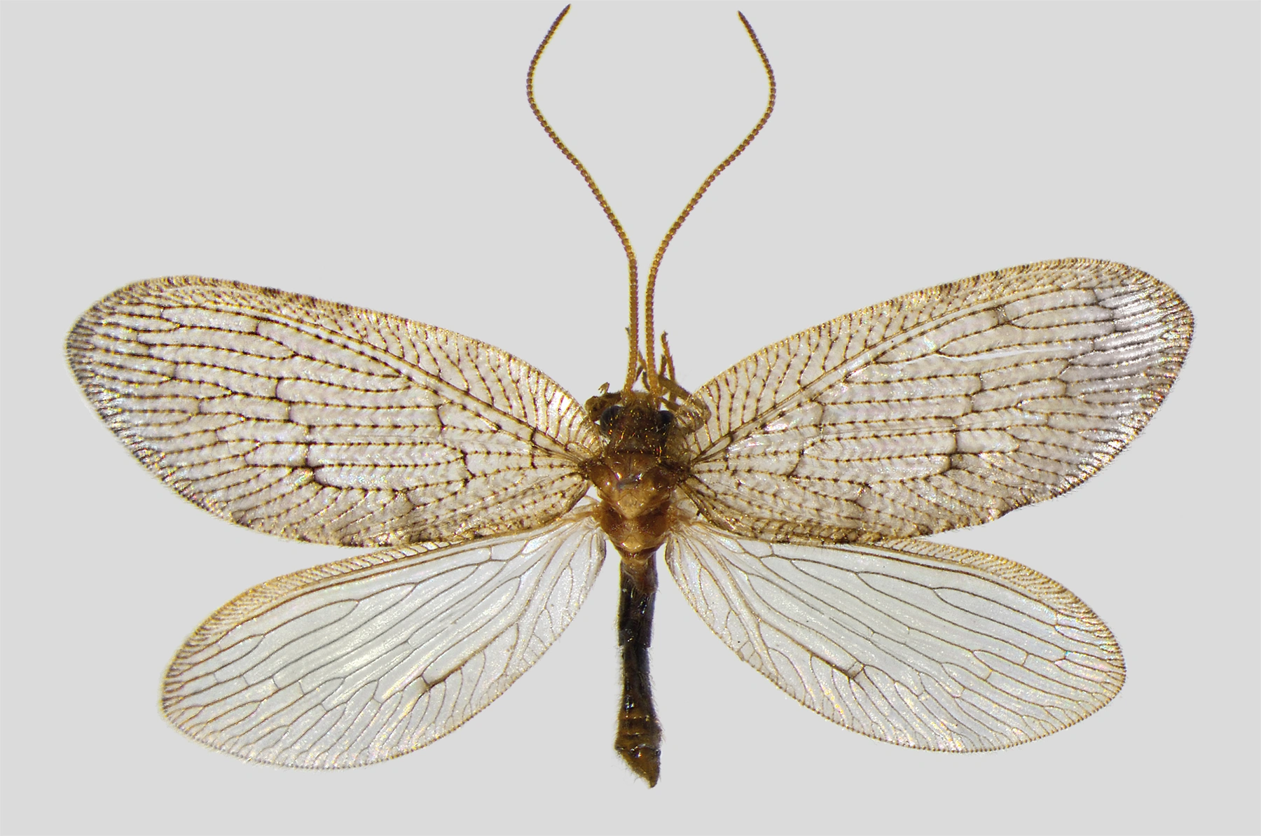 : Wesmaelius concinnus.