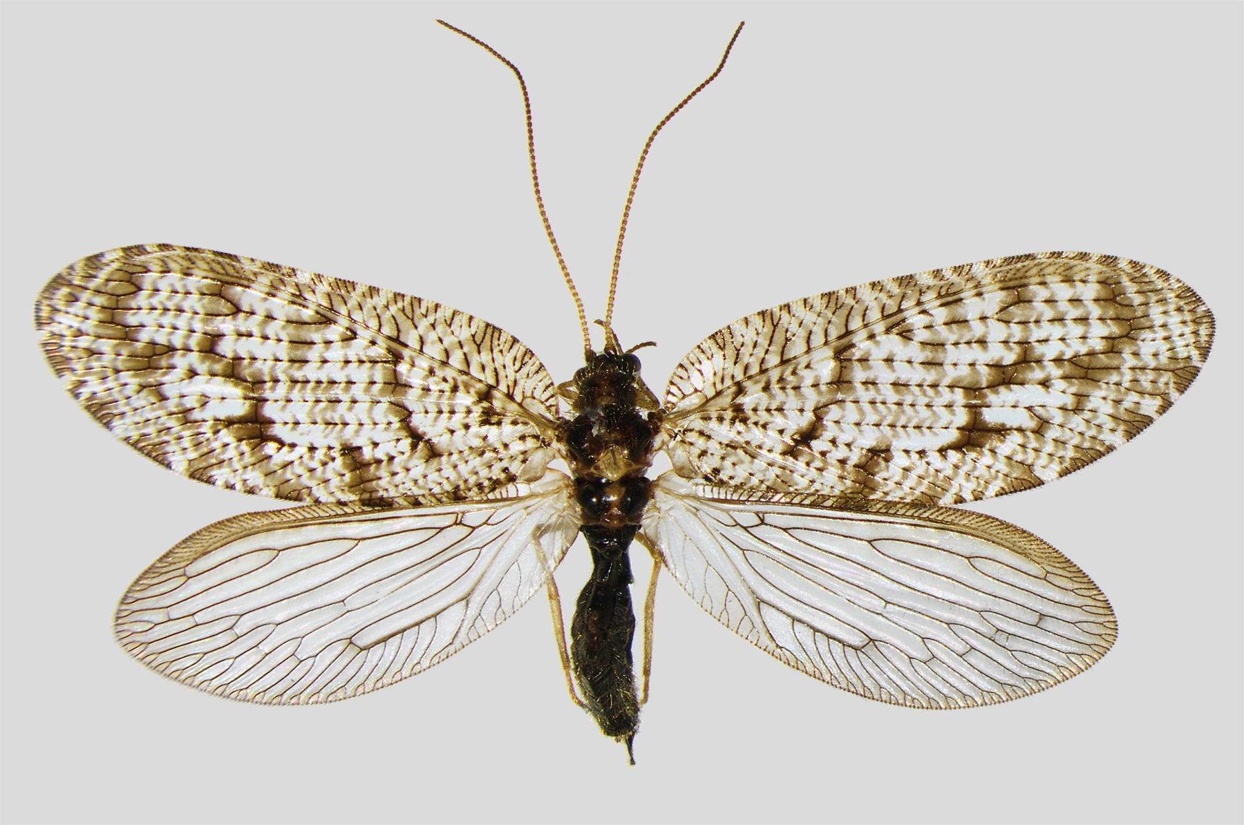 : Wesmaelius quadrifasciatus.