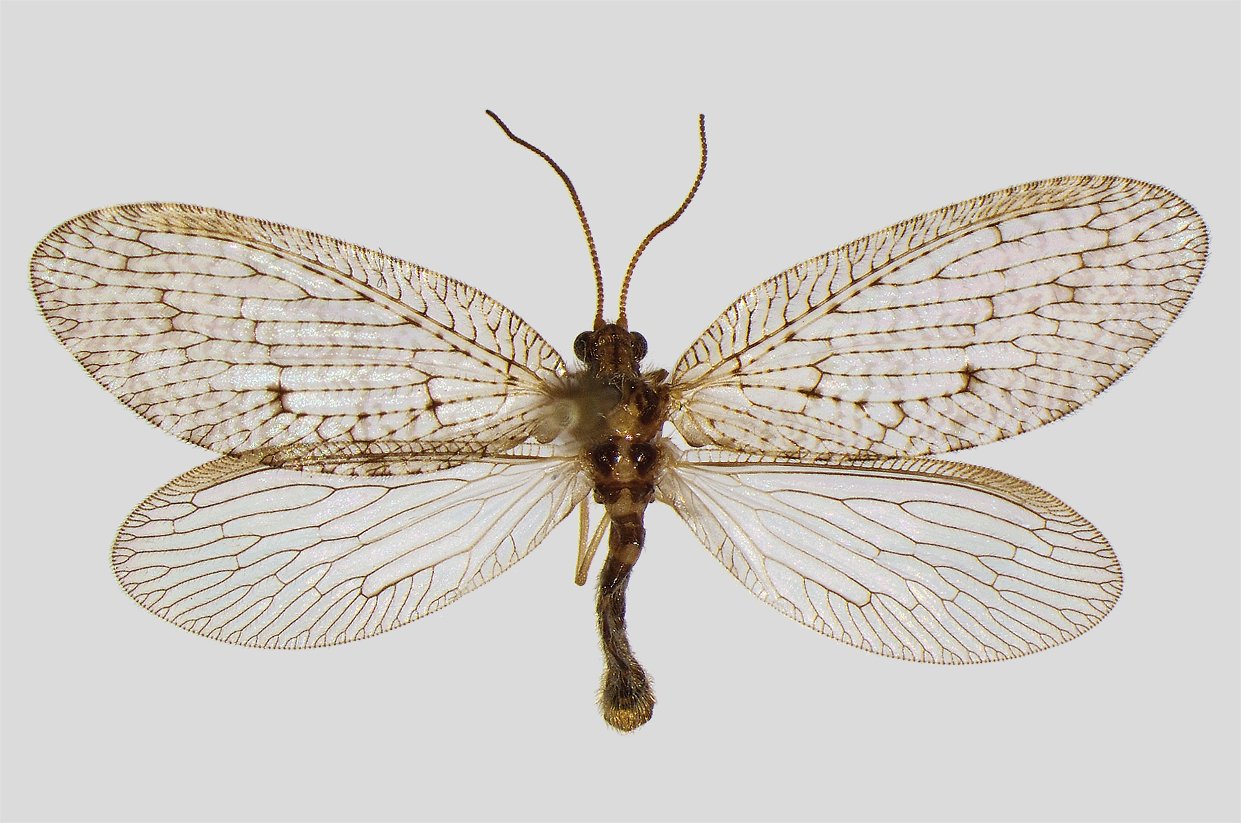 : Wesmaelius malladai.