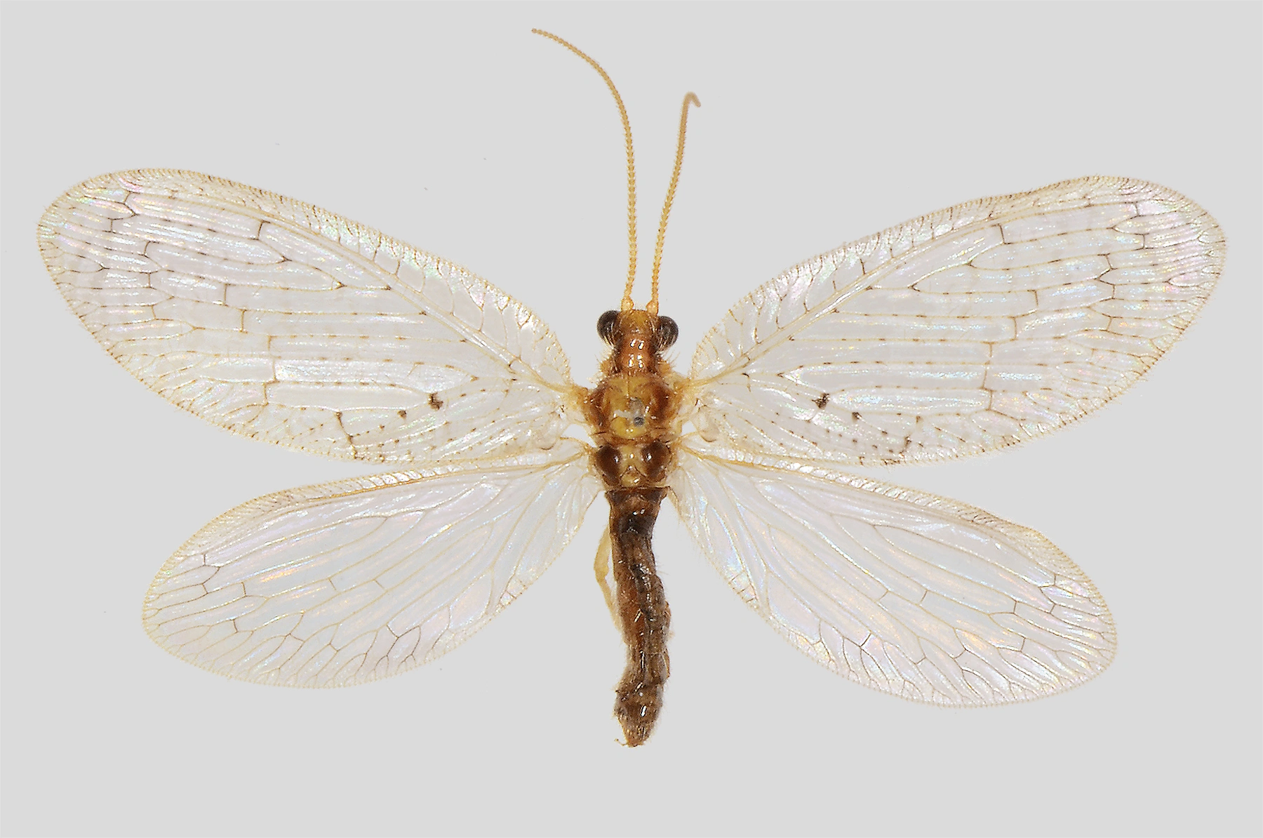 : Hemerobius humulinus.