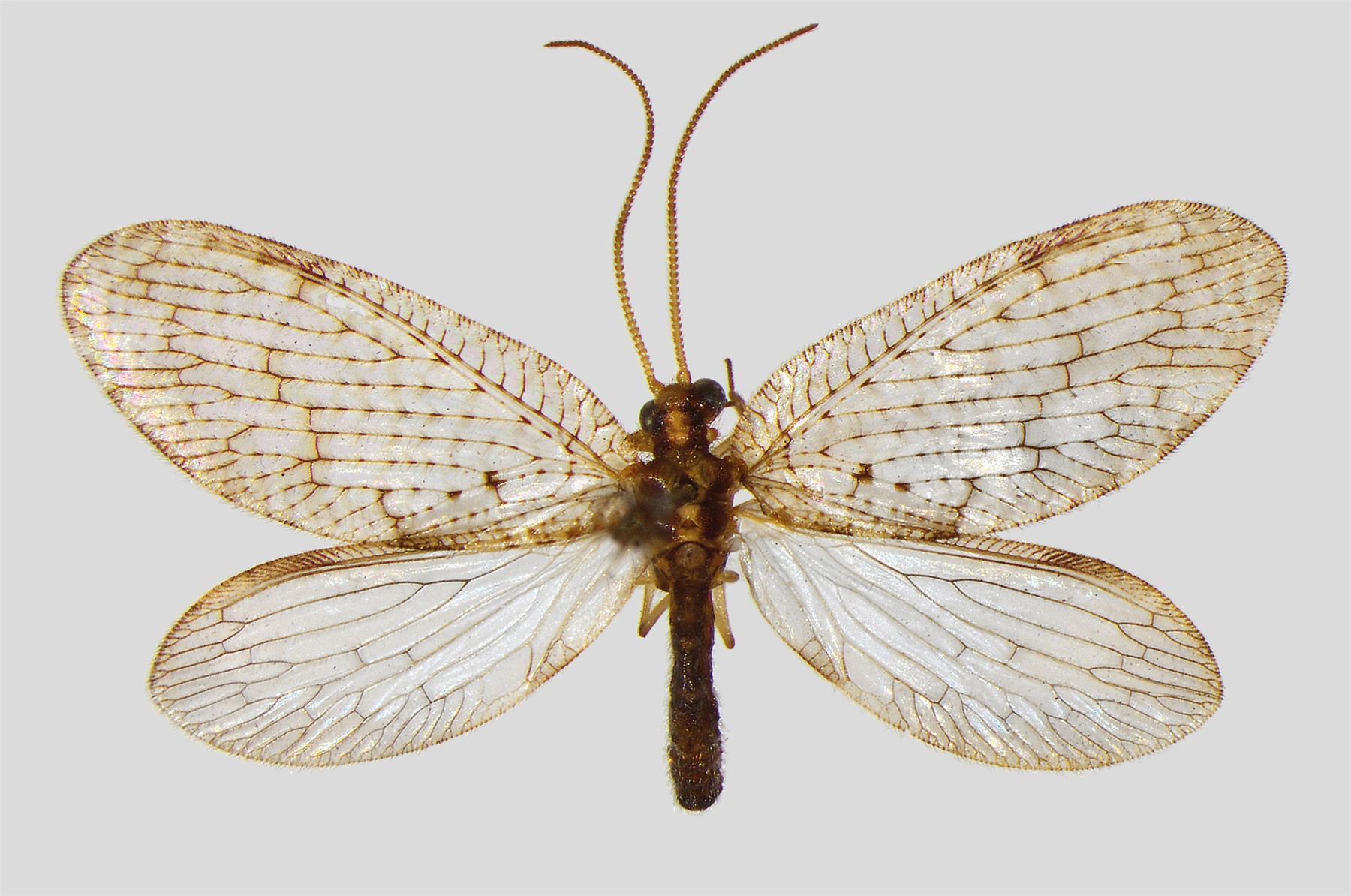 : Hemerobius perelegans.