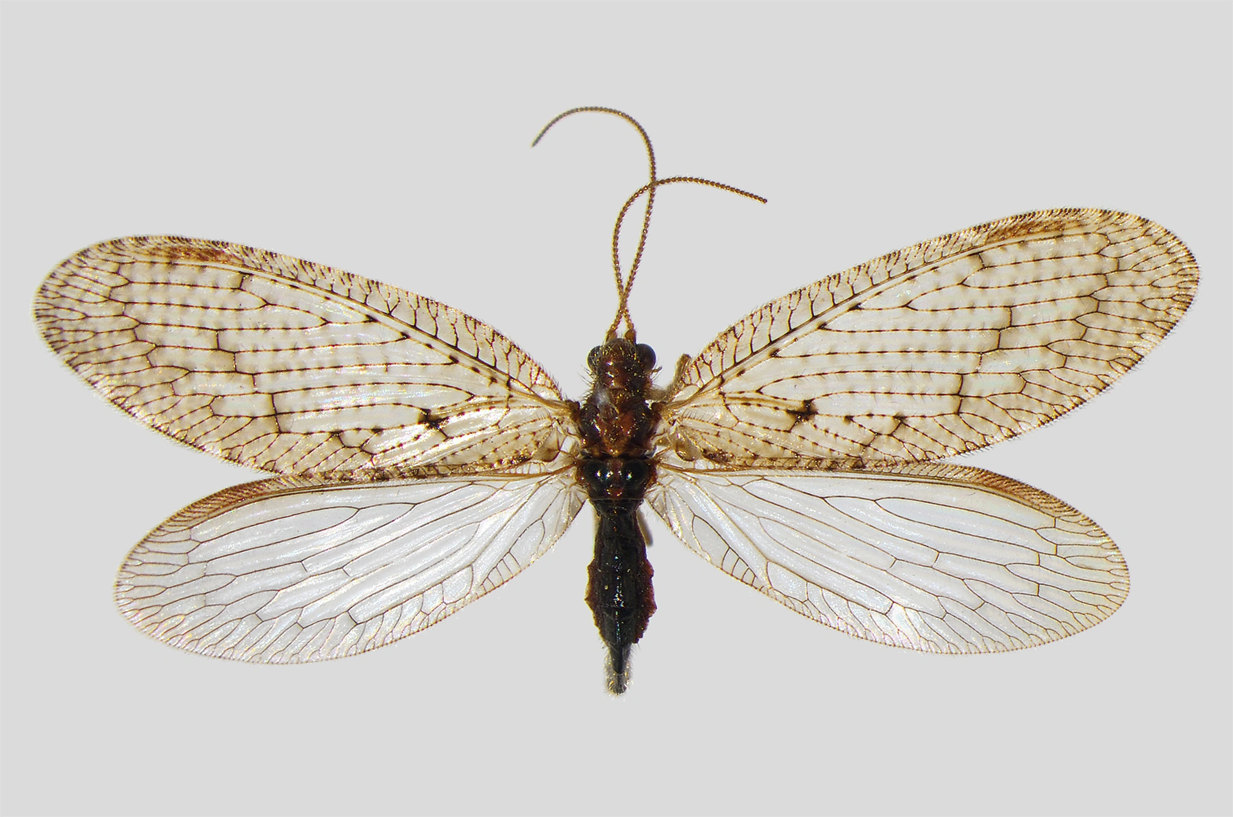 : Hemerobius simulans.