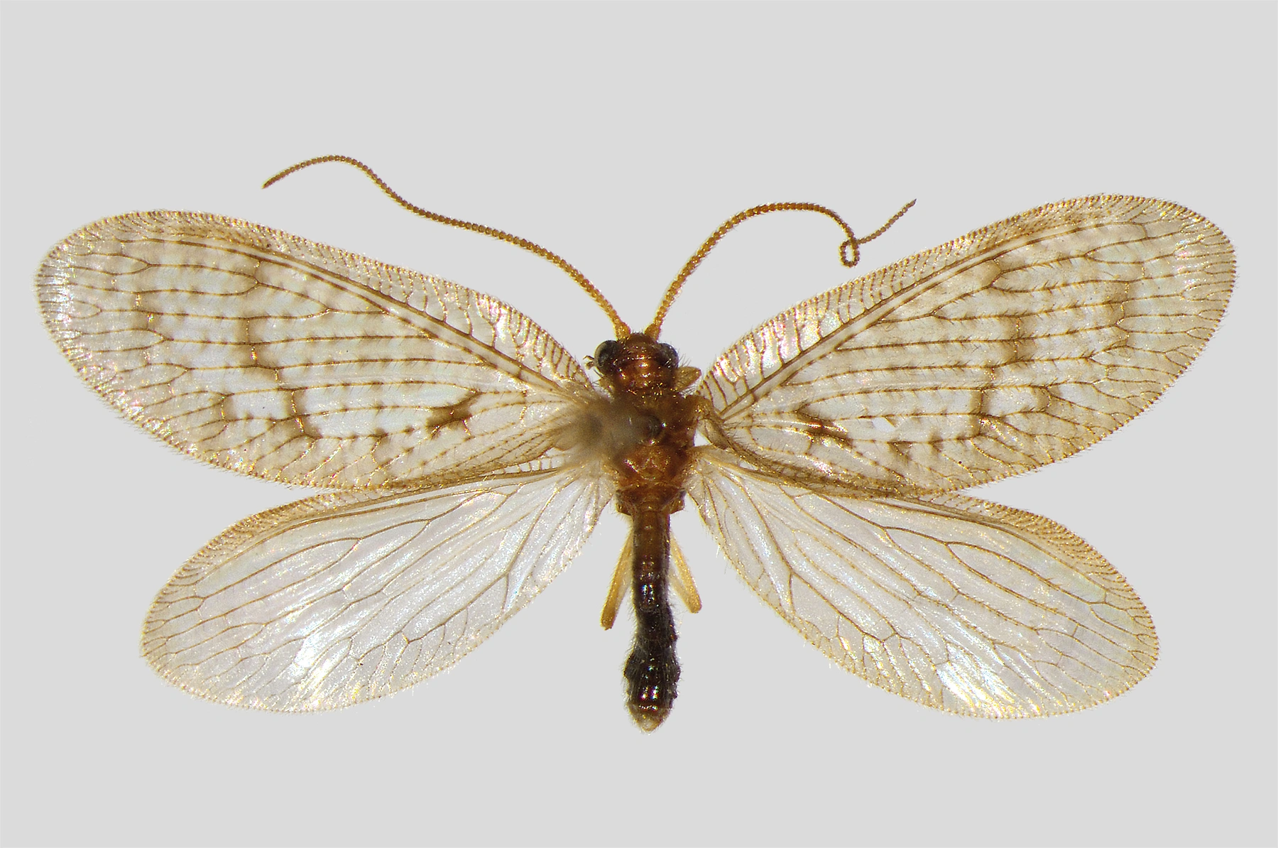 : Hemerobius pini.