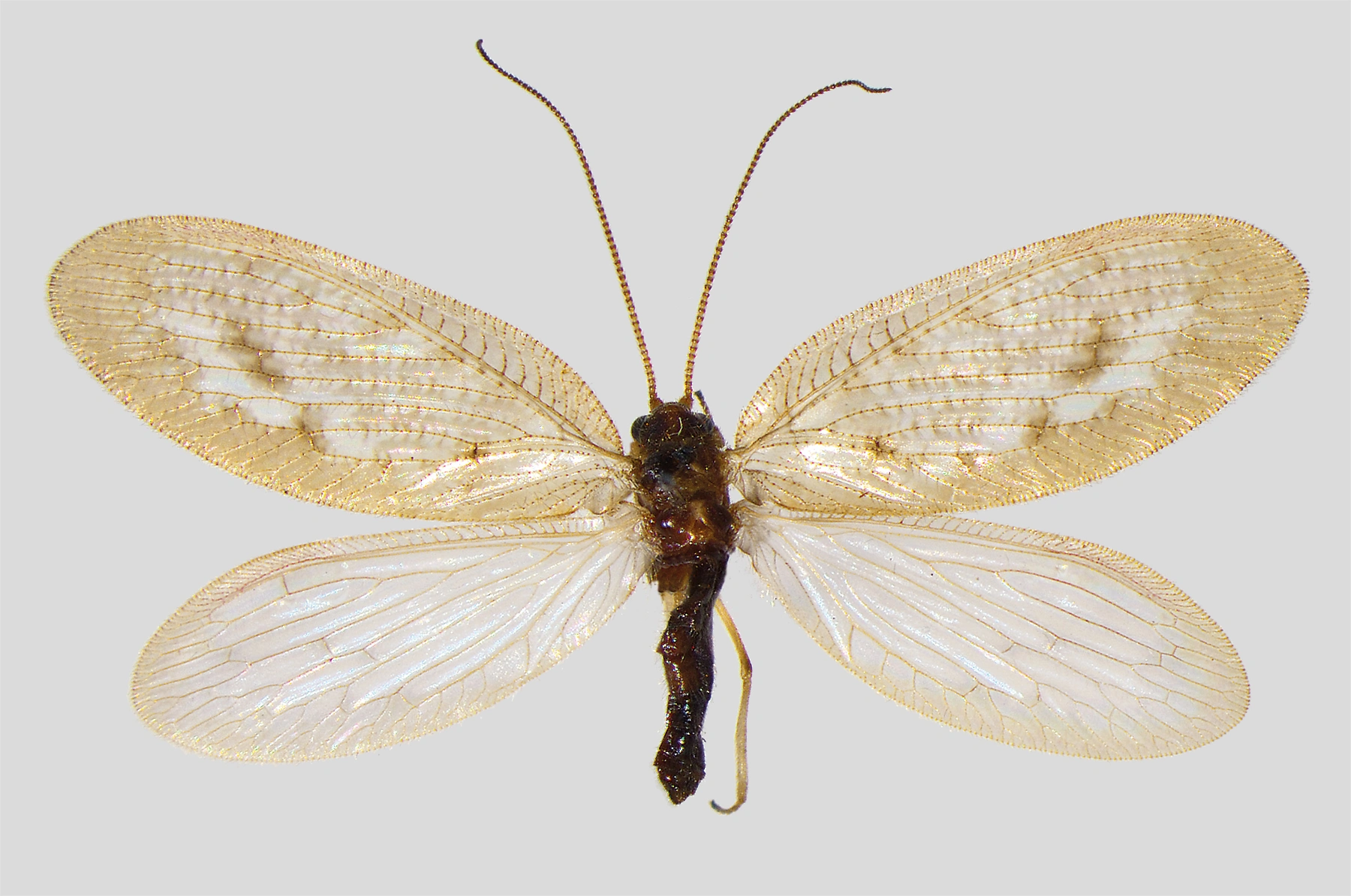 : Hemerobius contumax.