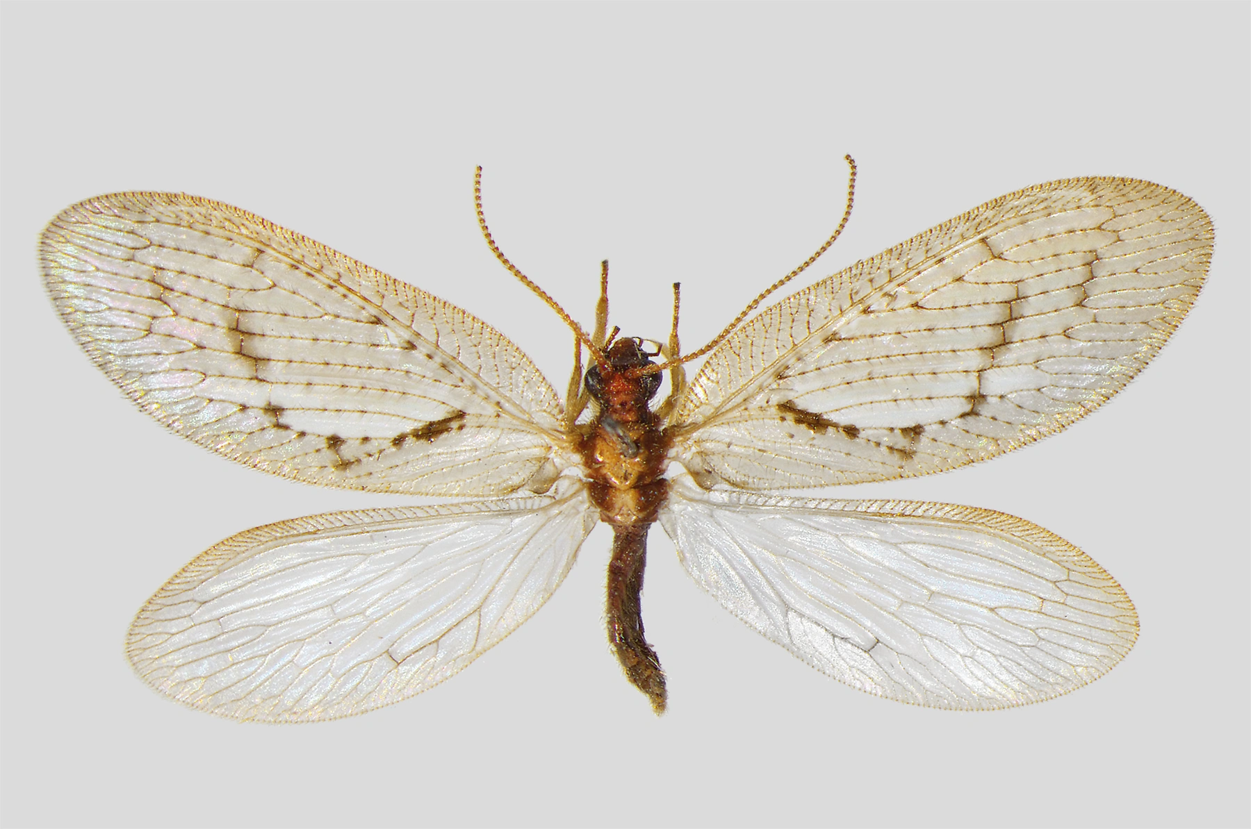 : Hemerobius fenestratus.