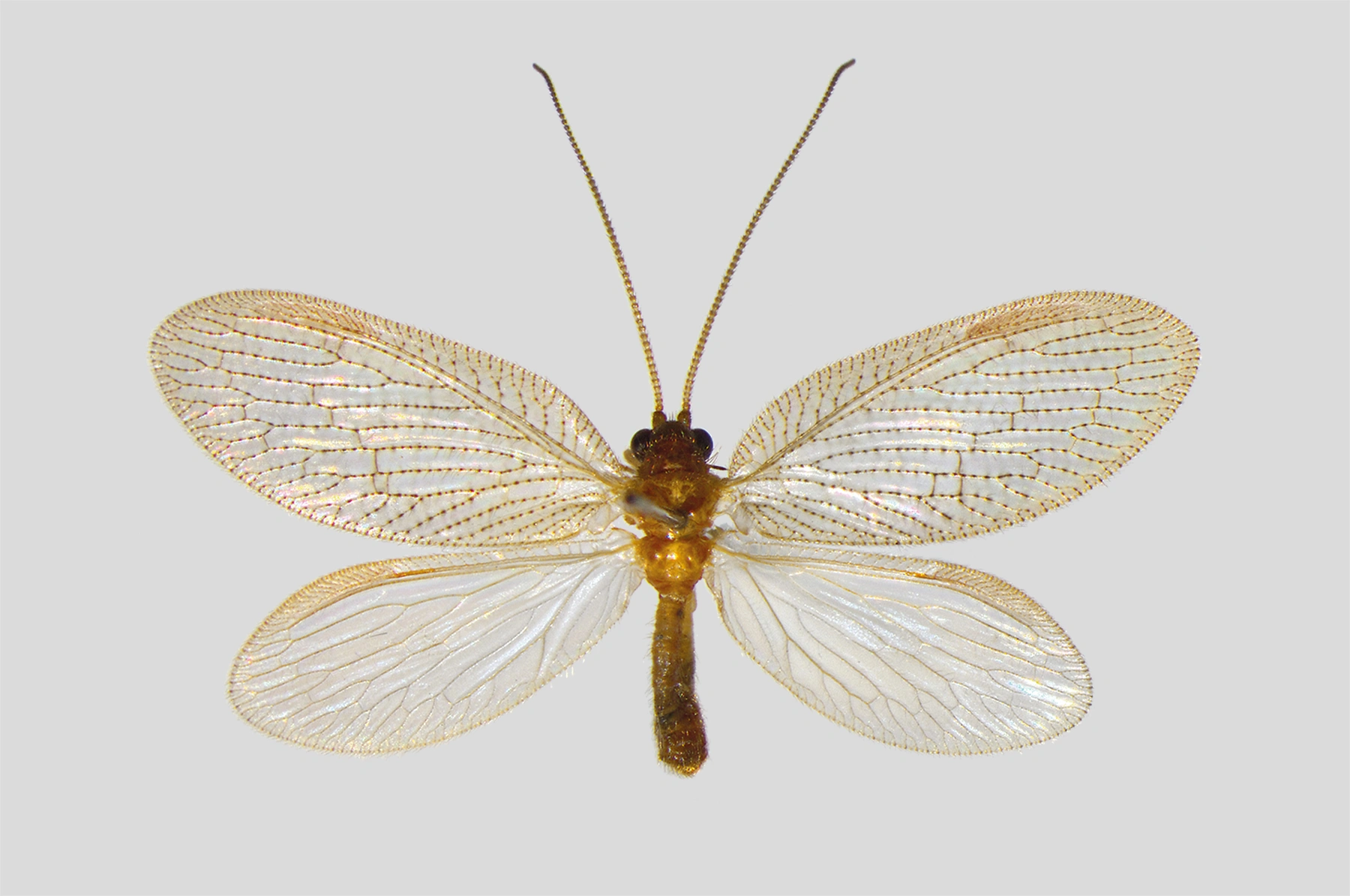 : Hemerobius nitidulus.