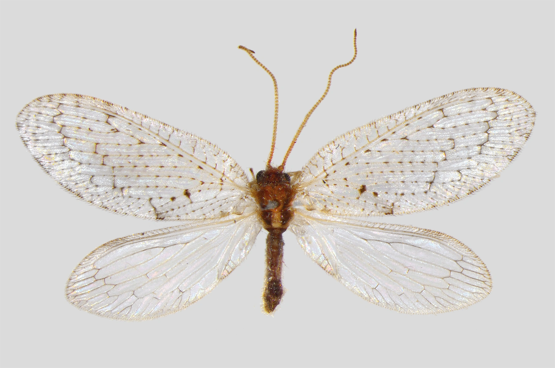 : Hemerobius lutescens.