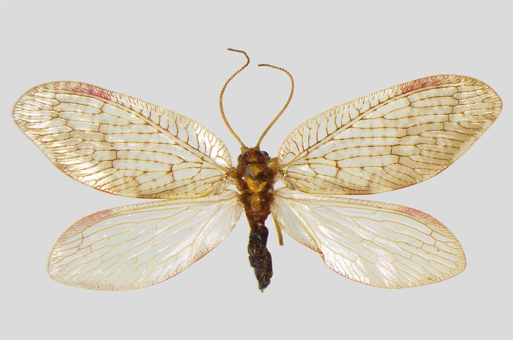 : Hemerobius marginatus.