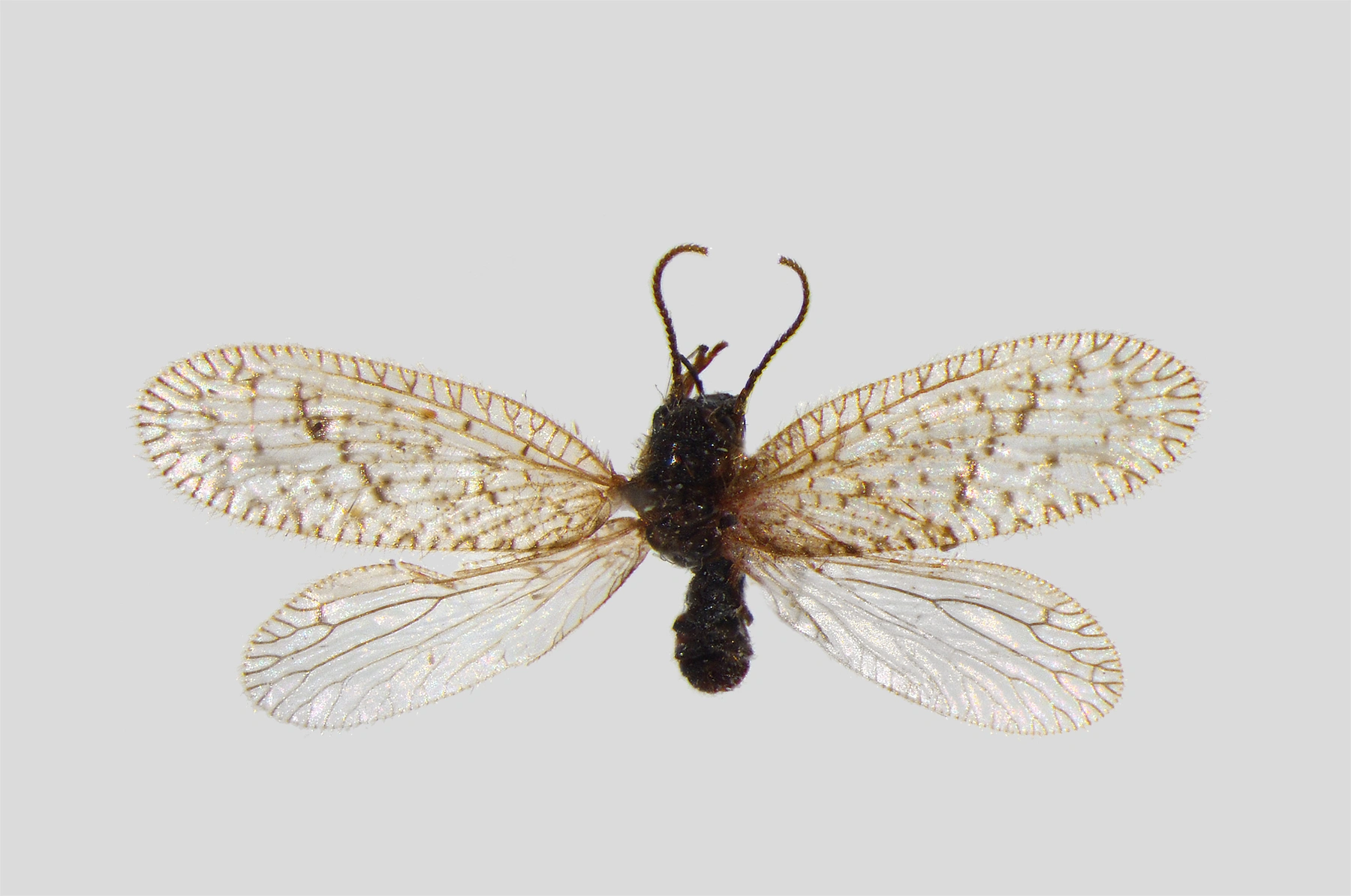 : Psectra diptera.