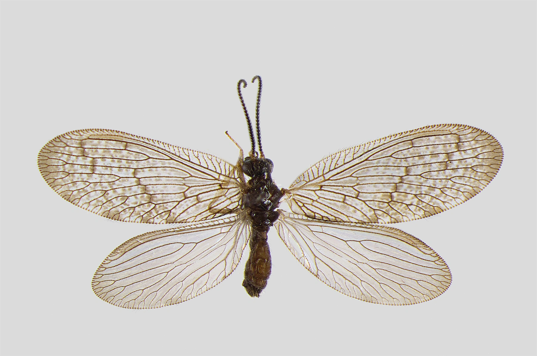 : Sympherobius elegans.