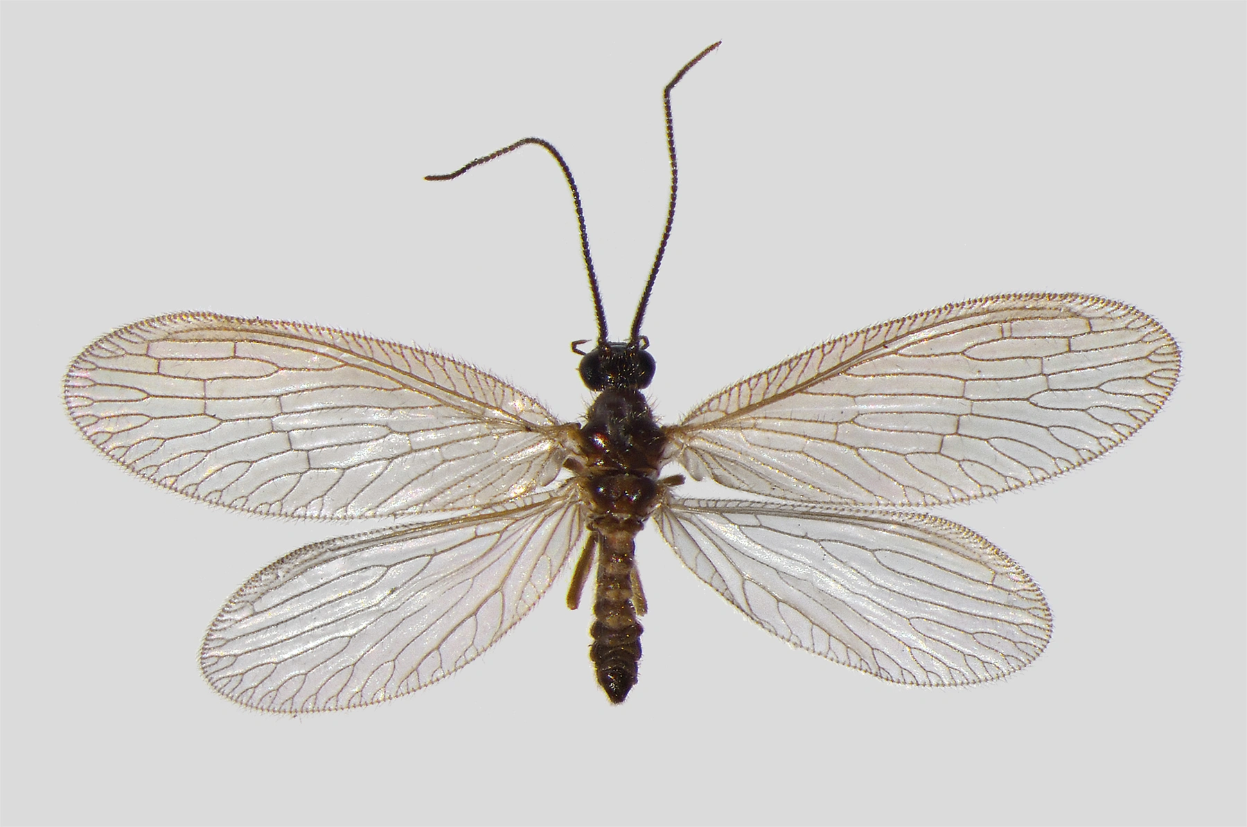 : Sympherobius fuscescens.