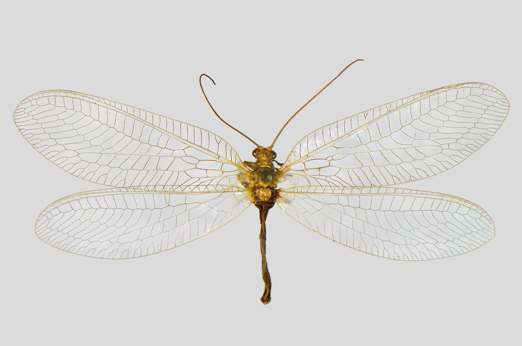 : Nineta inpunctata.