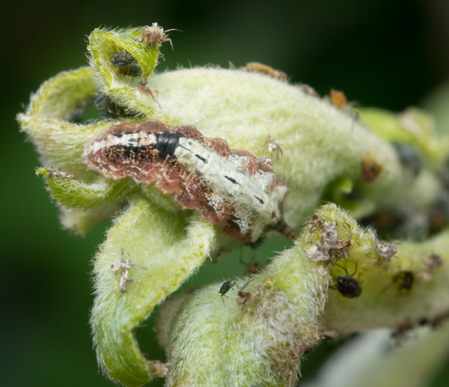 : Syrphidae.