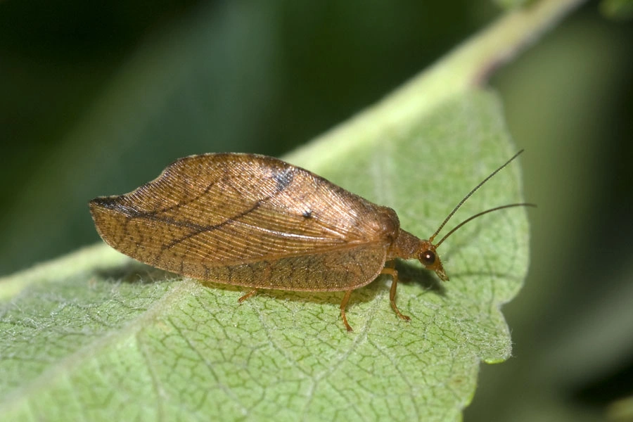 : Drepanepteryx phalaenoides.