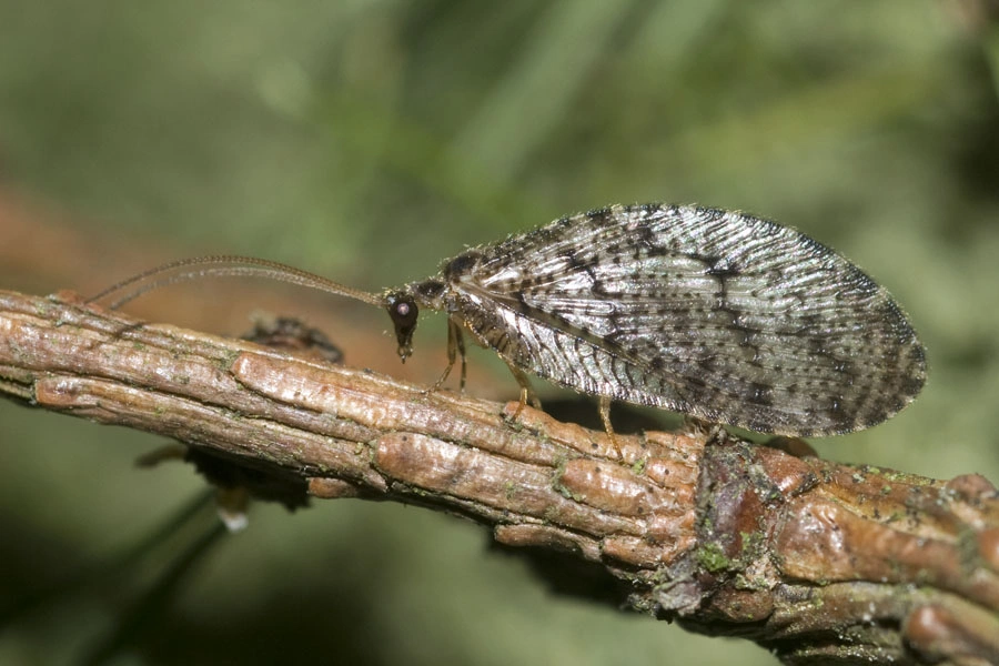 : Wesmaelius quadrifasciatus.