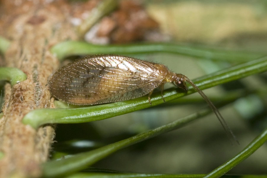 : Hemerobius stigma.