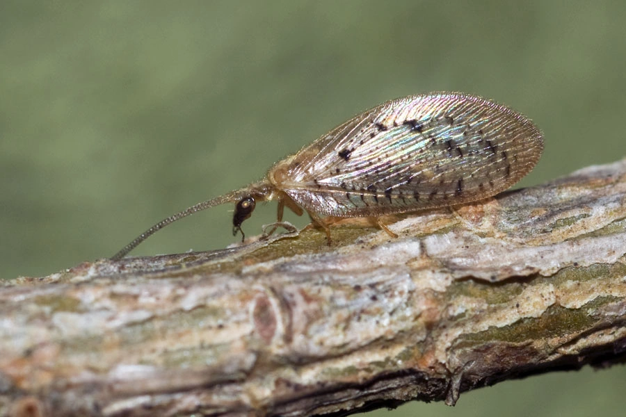 : Hemerobius contumax.