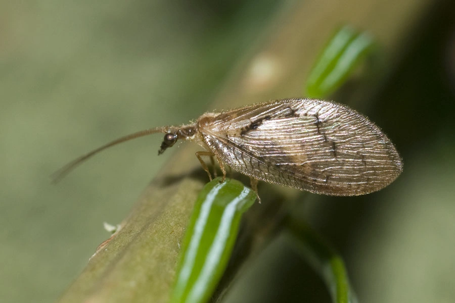 : Hemerobius fenestratus.