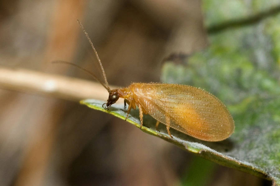 : Hemerobius nitidulus.