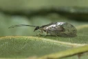 : Sympherobius klapaleki.