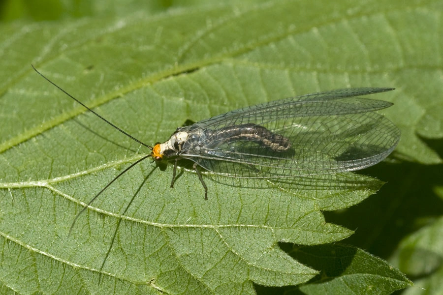 : Nothochrysa fulviceps.