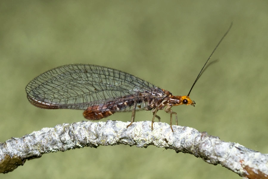 : Nothochrysa capitata.