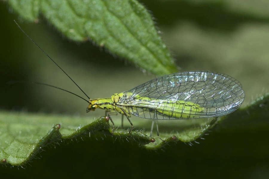 : Hypochrysa elegans.