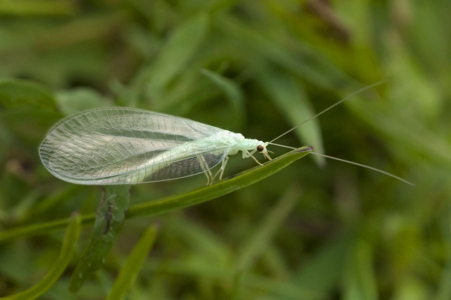 : Chrysotropia ciliata.