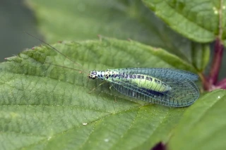 Chrysopa perla, en av de vanligste gulløyene.