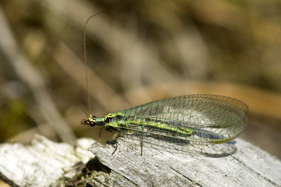 : Chrysopa dorsalis.