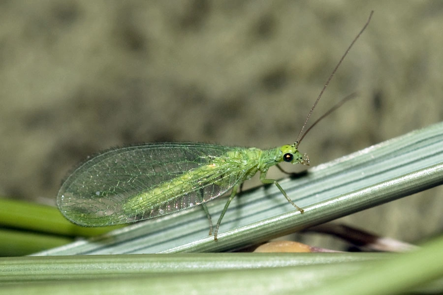 : Chrysopa abbreviata.