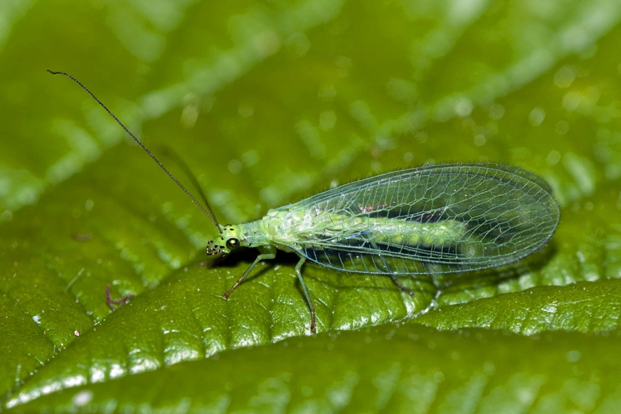 : Chrysopa commata.