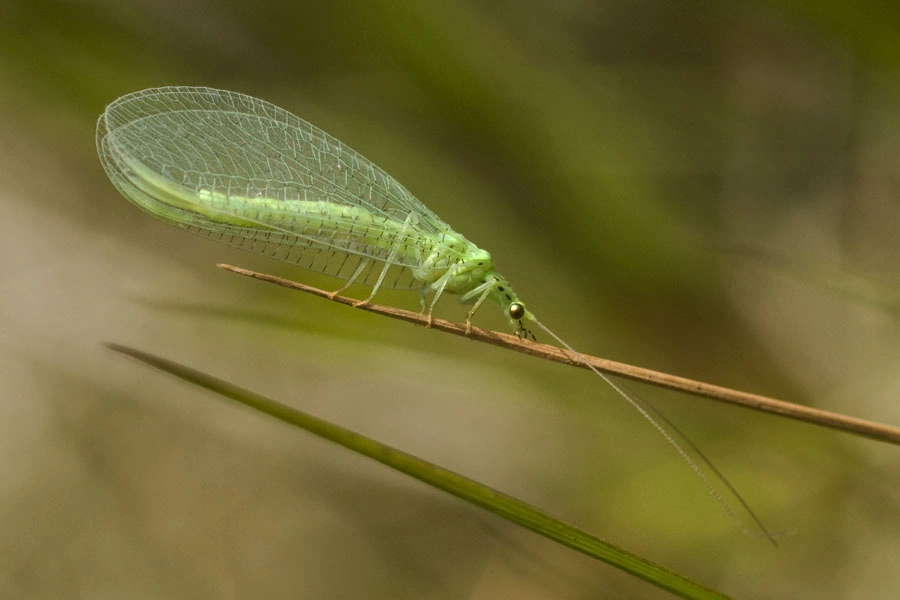 : Pseudomallada prasinus.