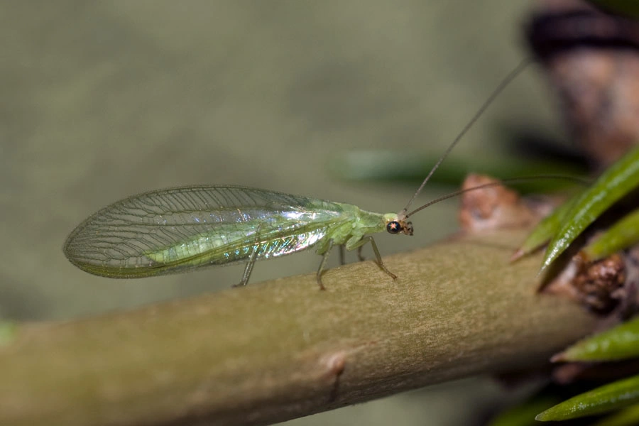 : Peyerimhoffina gracilis.