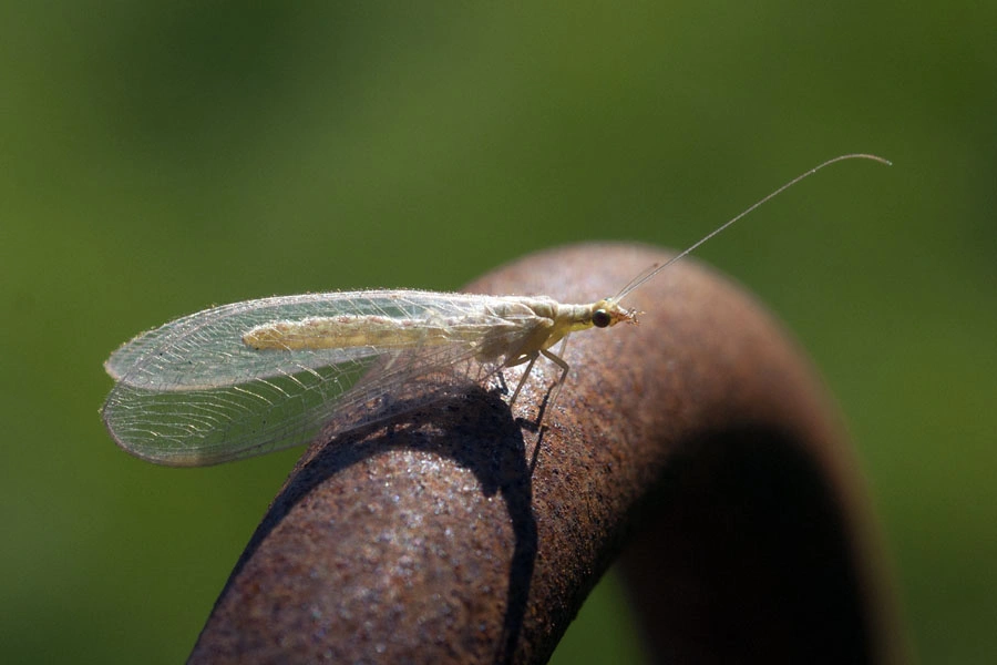 : Chrysoperla carnea.