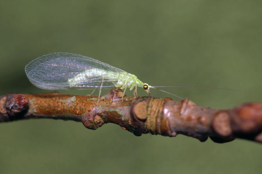 : Cunctochrysa albolineata.