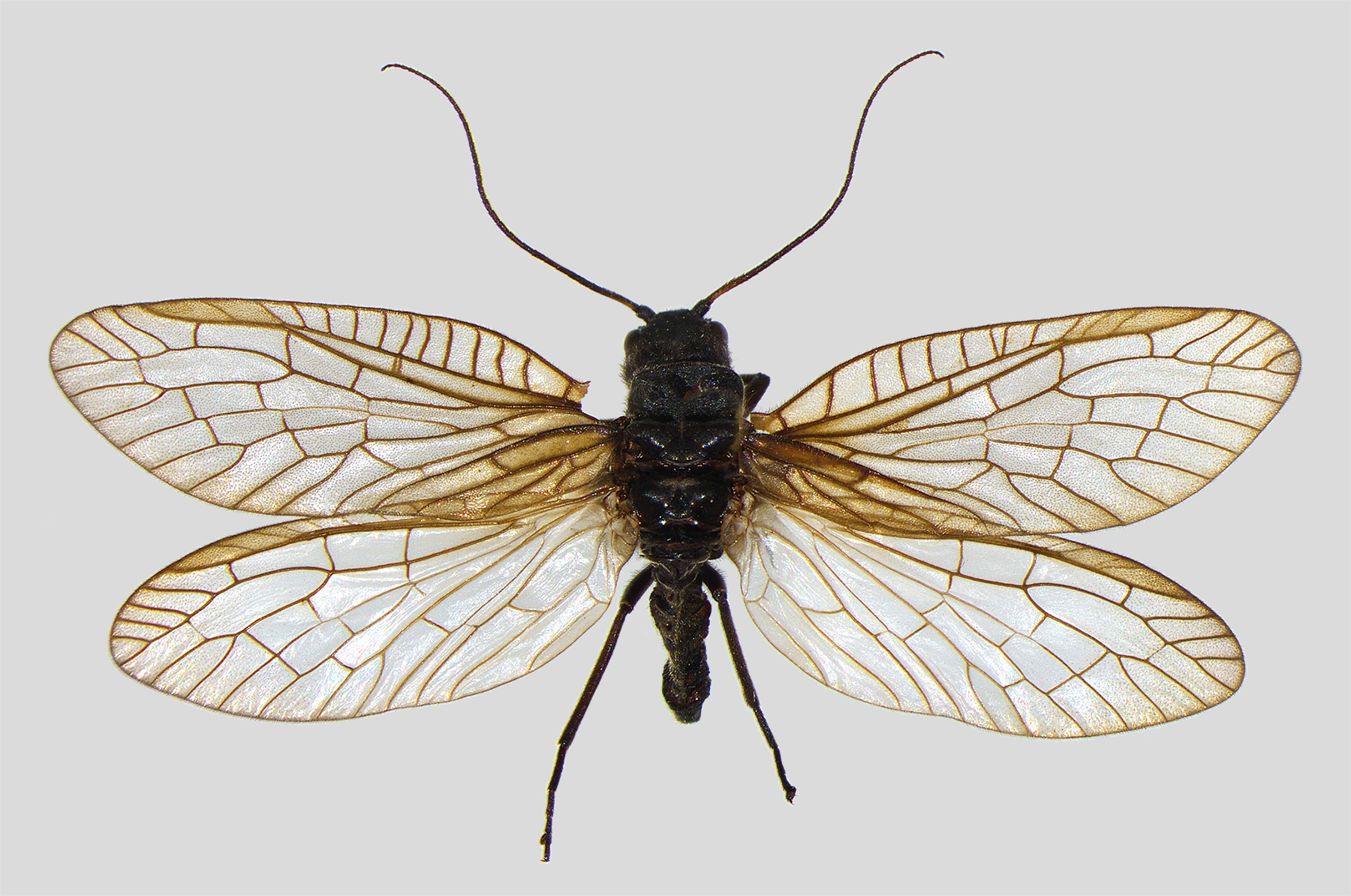 : Sialis fuliginosa.