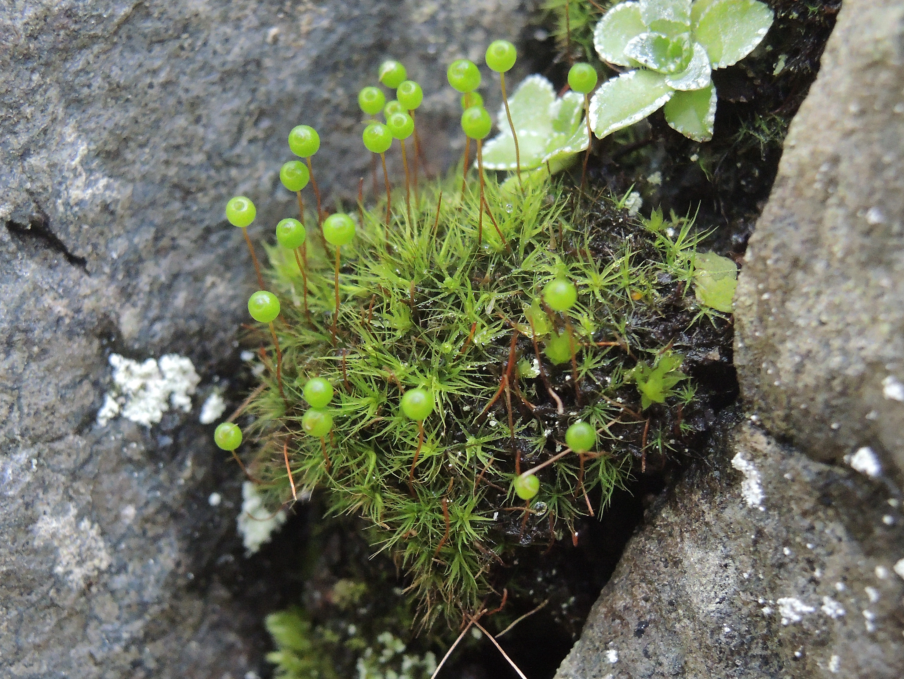 : Bartramia ithyphylla.