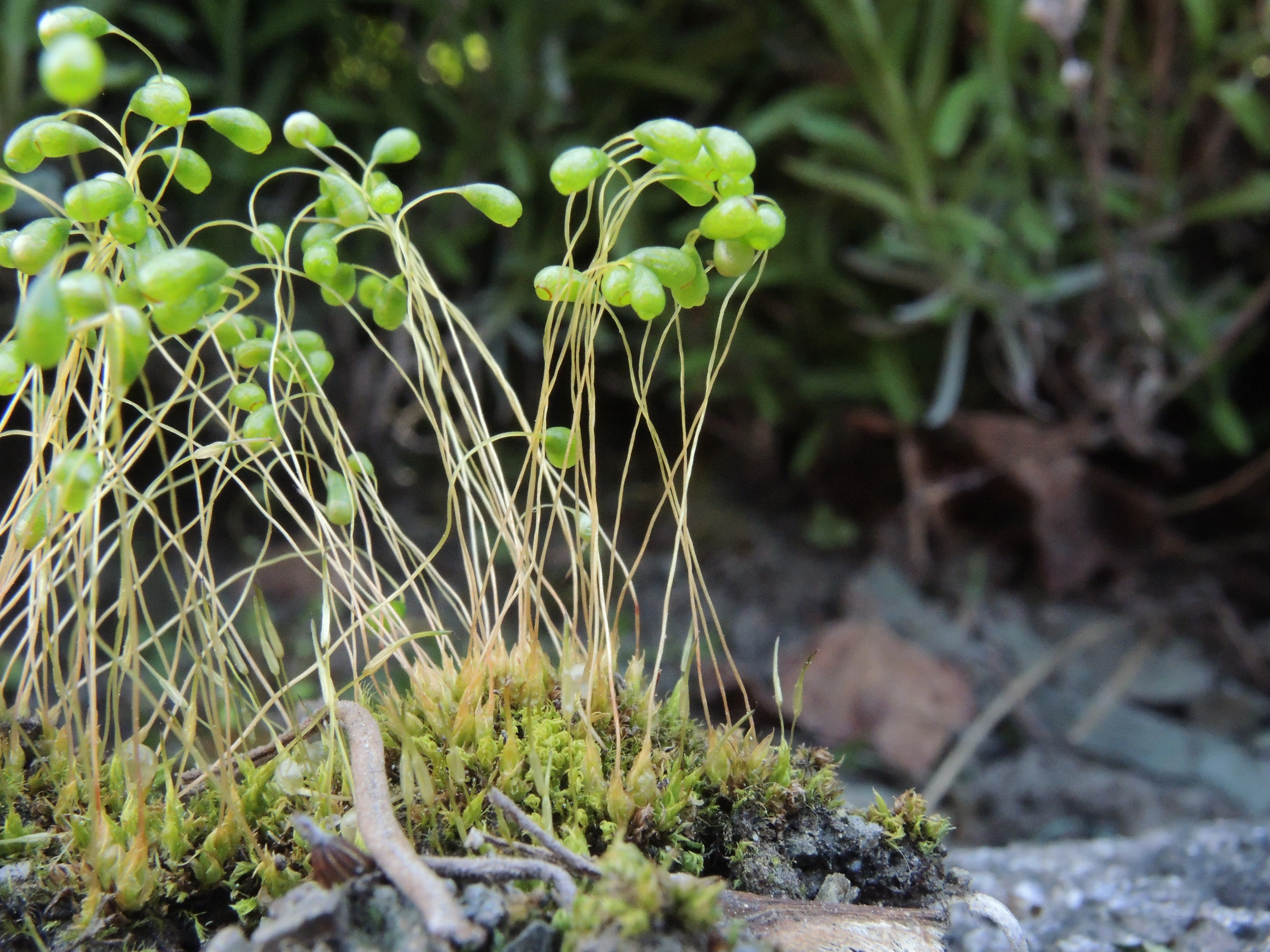 : Funaria hygrometrica.